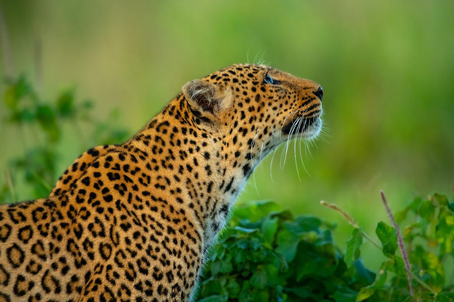 How a leopard got its spots…