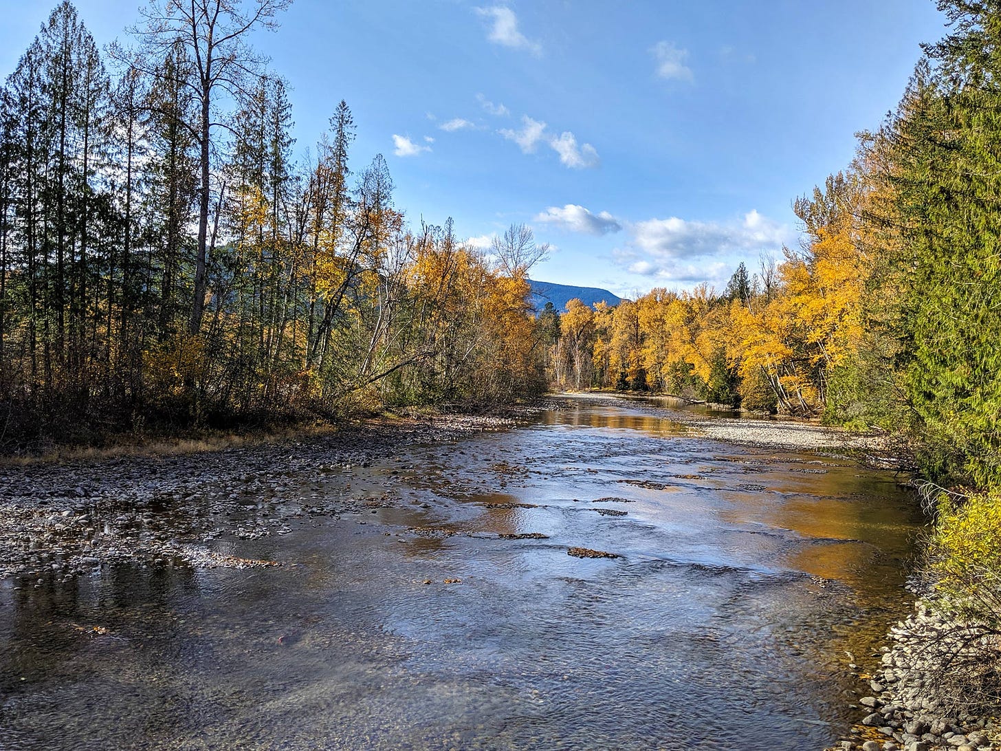 golden cottonwoods line the banks of a shallow side branch of the Adams River where salmon spawn in the gravelly riverbed - a red sockeye is barely visible in the lower left 