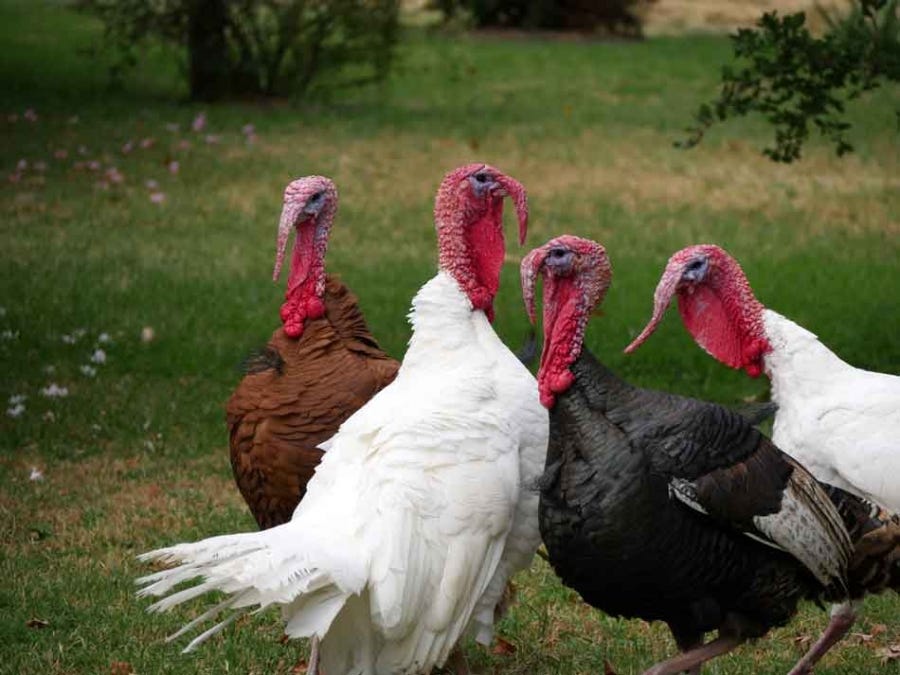 heritage breed turkey