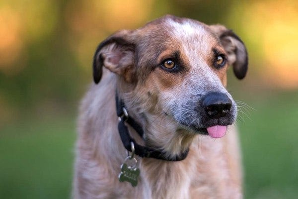 Ollie, who belongs to loyal subscriber and former student Kati, has a tongue that is too big for his mouth.