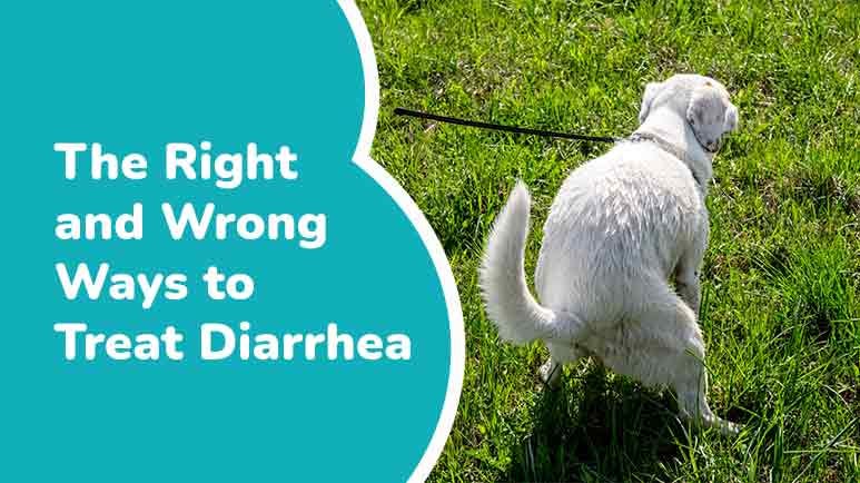 pet diarrhea treatment