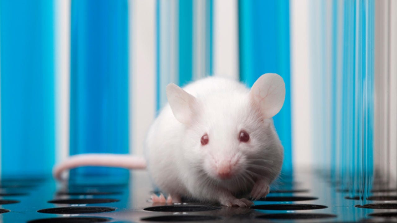 Dirty' Mice May Be Better Models of Human Biology