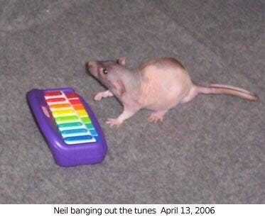 A gray and pink hairless rat sits in front of a tiny purple keyboard and bangs out the tunes. The caption reads “Neil banging out the tunes April 13, 2006”