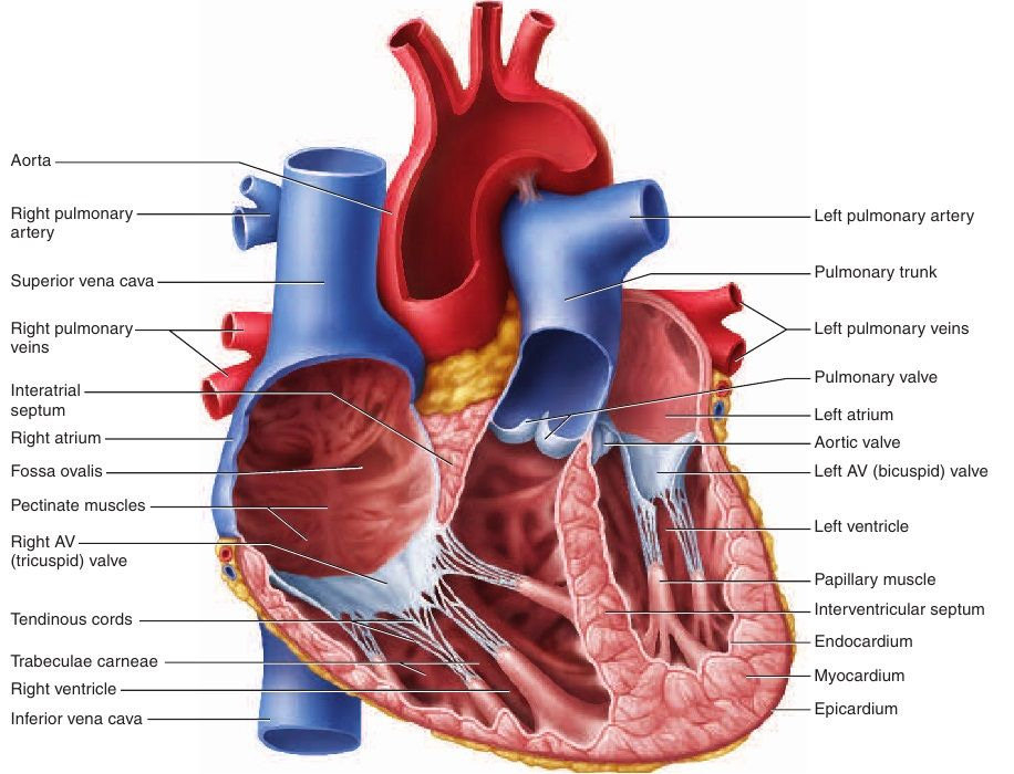 epicardium myocardium and endocardium of heart - Google ...