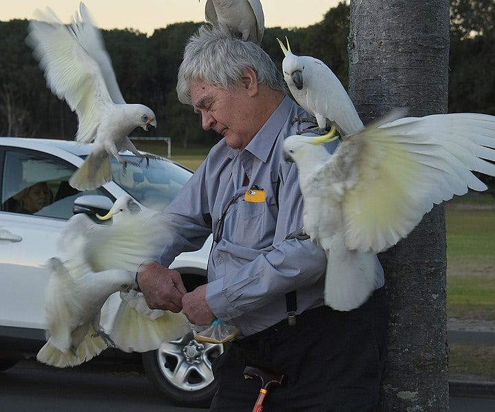 File:(1)Man feeding birds-3.jpg