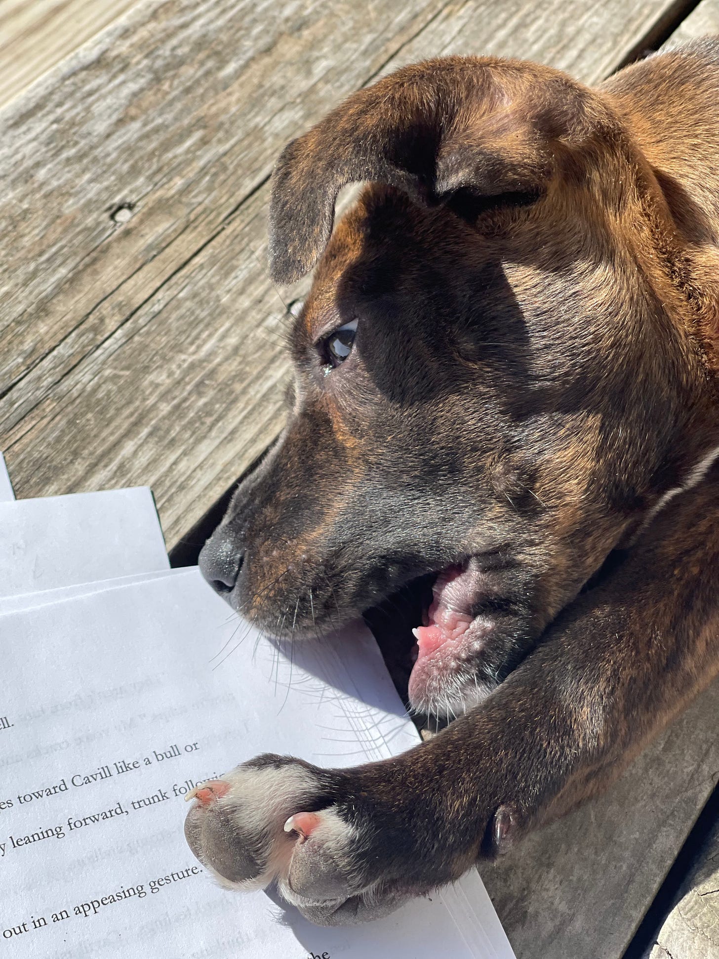 Sideways puppy about to chew the corner of a stack of papers that is Carrie Jones's WIP