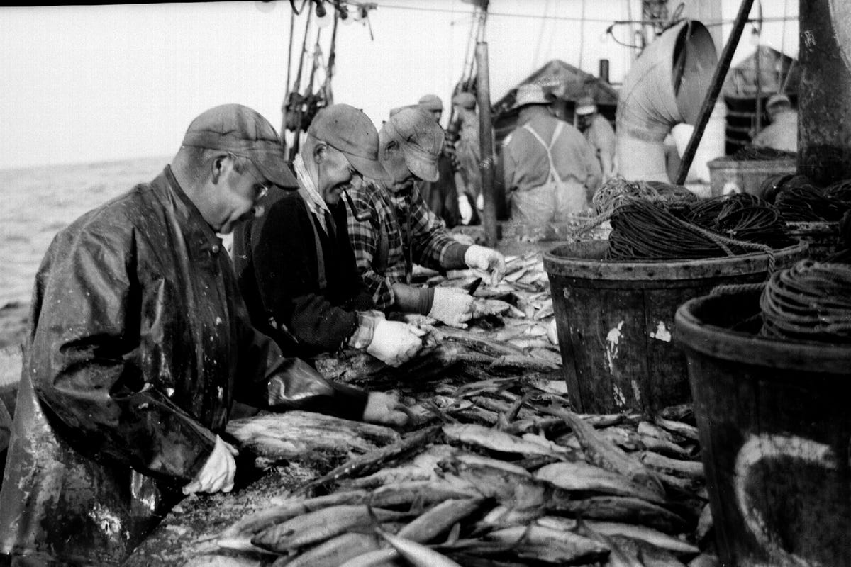 Gutting fish at the Boston Fish Pier, 1940s.