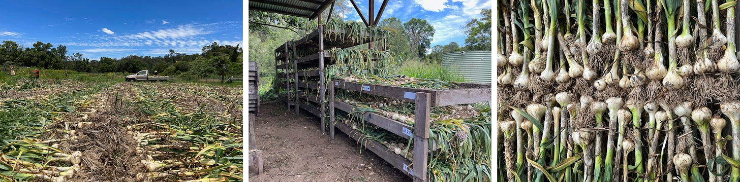Left: Rows of garlic picked and left to dry in the sun for a couple of hours. Middle: The picked garlic will lay on these trays for four to six weeks to fully dry out before being sold. Right: Efficient garlic storage.