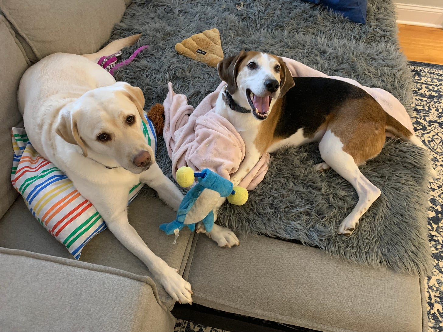 A yellow Labrador retriever and a white, brown and black American Foxhound lay on a gray couch together surrounded by pillows dog toys and blankets. The Foxhound looks like he's smiling with his mouth open. 