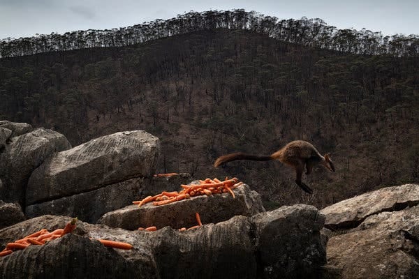 Carrots dropped for brush-tailed rock wallabies last month at the Jenolan Karst Conservation Reserve in New South Wales, Australia.