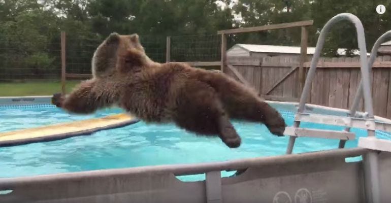 Bruiser Bear Enjoying a Refreshing Dive in His Swimming Pool