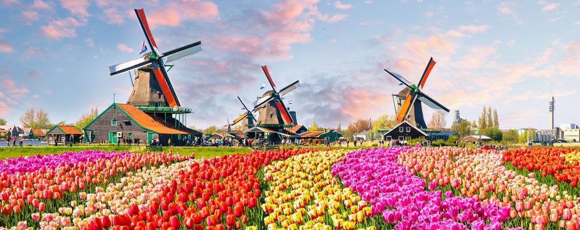 Image result for tulip fields netherlands"