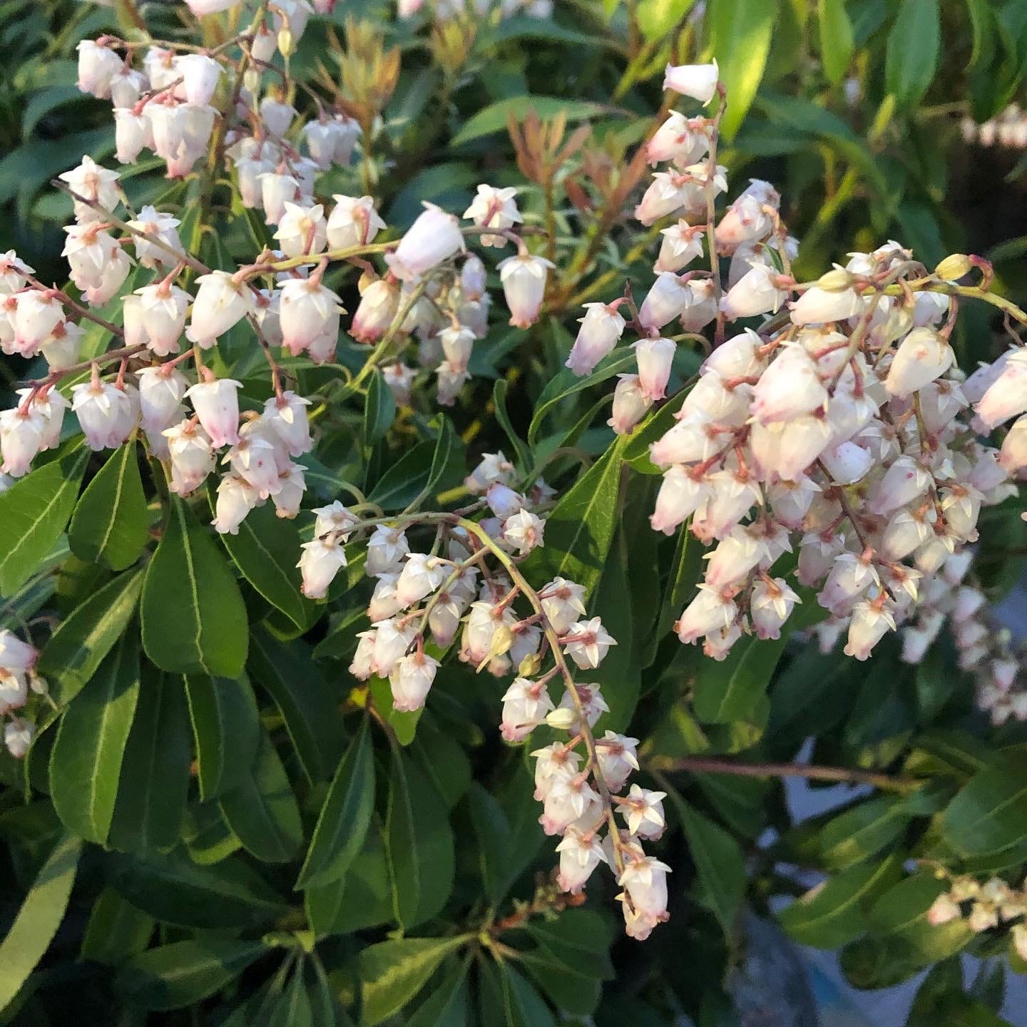 Japanese Andromeda, or miniature lily-of-the-valley; clusters of small white bell-shaped flowers with pink tips that hang in clusters like grapes on the vine.