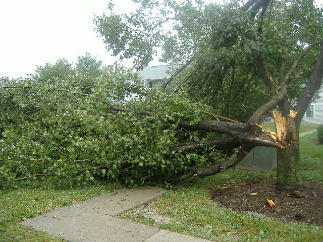 Another tree blown over and destroyed.