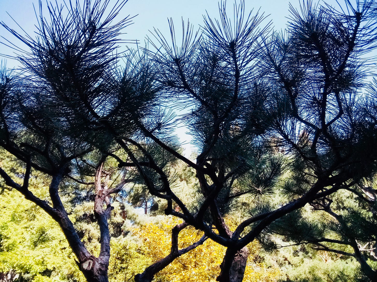 Cloud-pruned pine tree