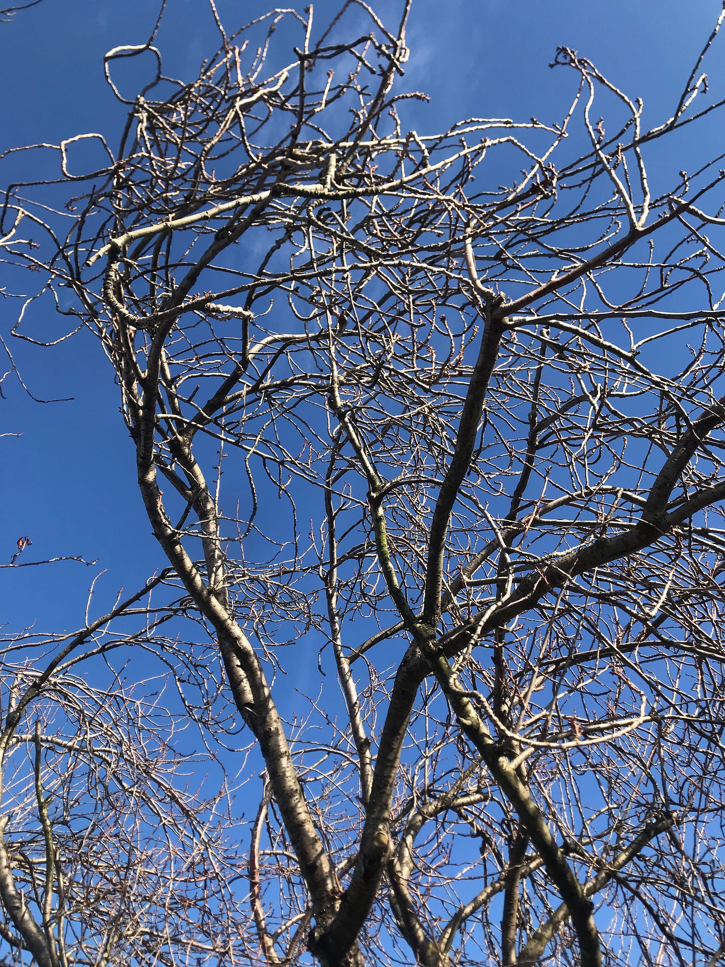 Photo taken from below of bare, wintry tree branches lit up by the sun, against a bright blue sky