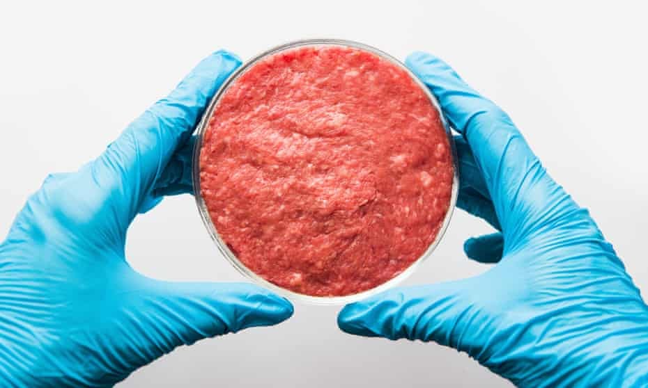 Laboratory-grown meat in a petri dish