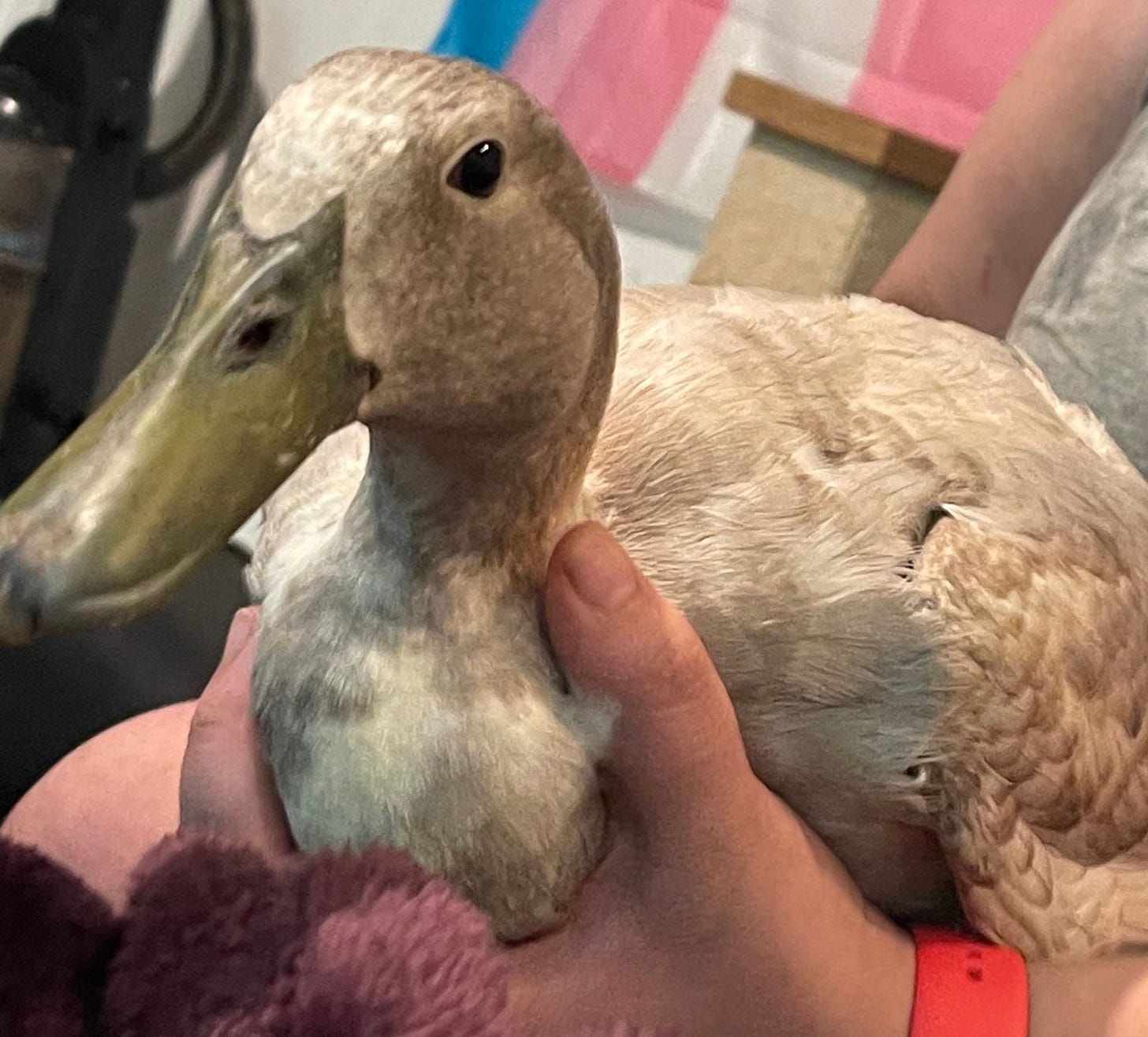 A khaki colored duck sitting in a human's lap in front of a trans flag.