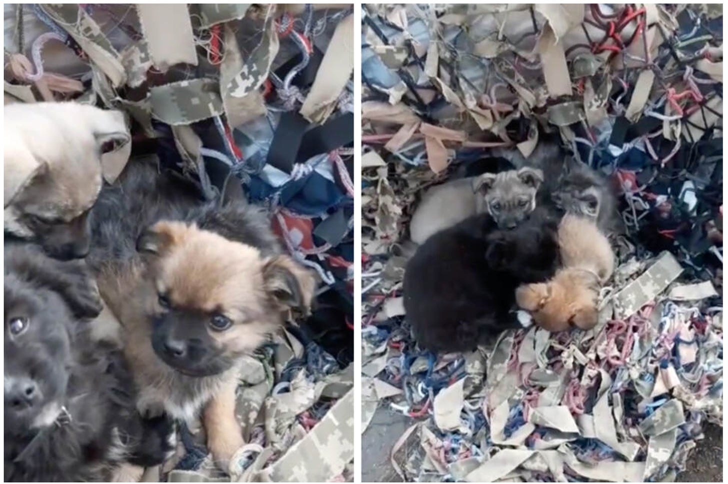 puppies protecting kittens from war in Ukraine amidst rubble