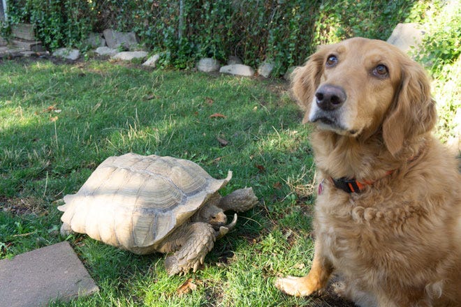 a sulcata tortoise and a golden doodle dog in a backyard