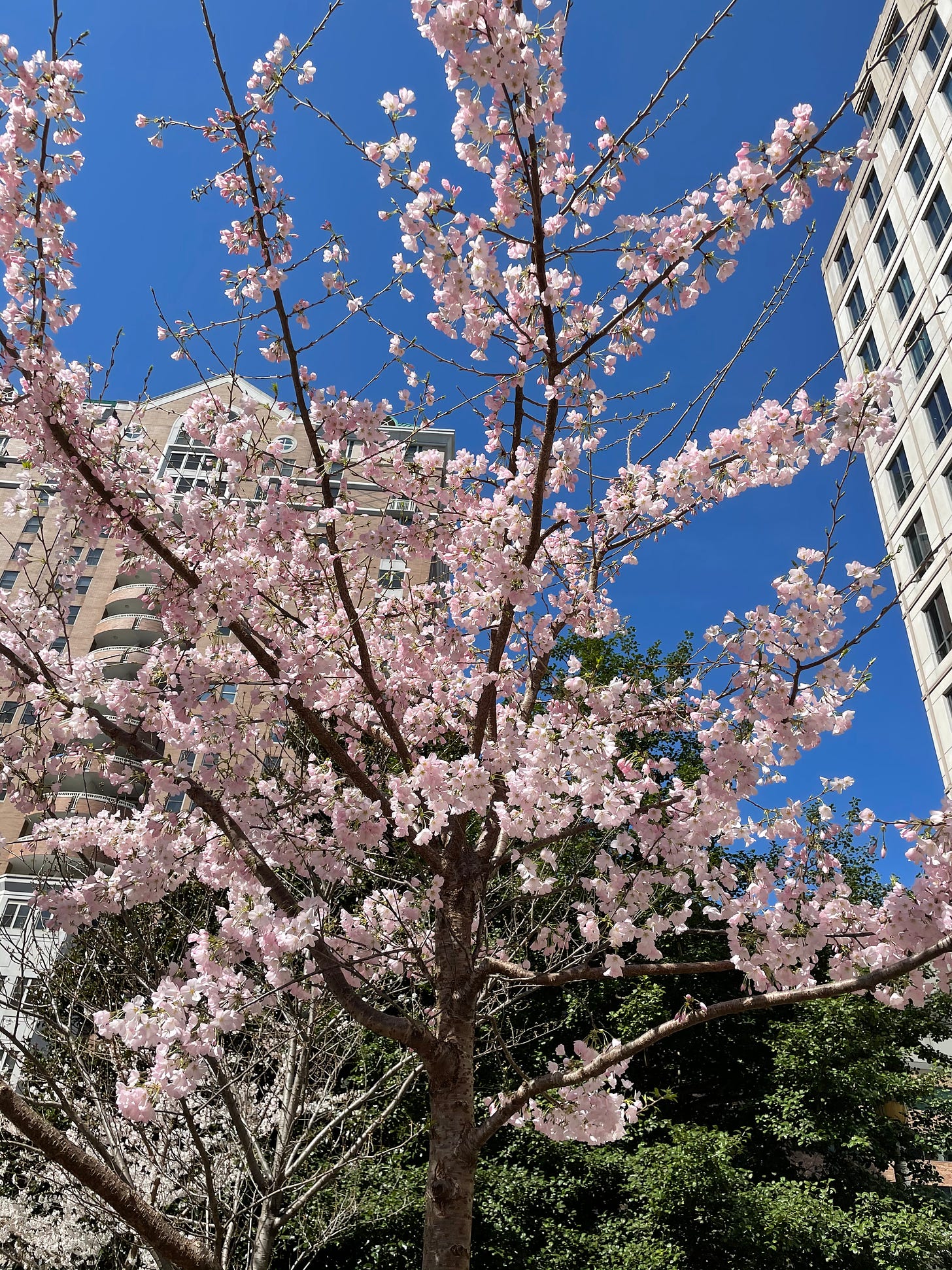 An image of a cherry tree in full blossom with pink puffy flowers