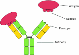 Epitopes: Types, Function, Epitope Spreading • Microbe Online