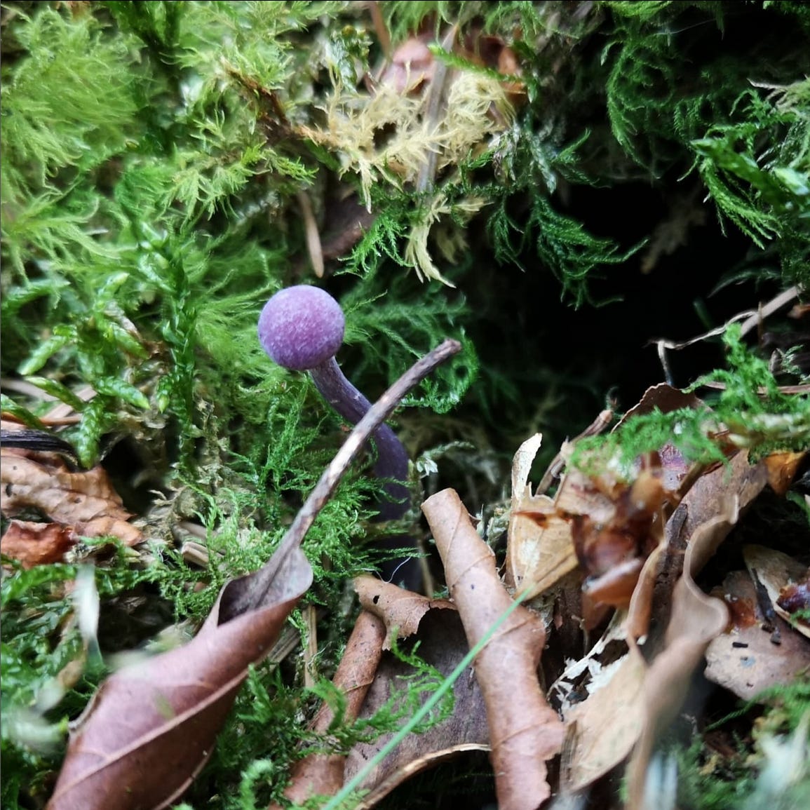 Image description: a tiny purple mushroom, probably an amethyst deceiver, pokes their way gently up through the moss and leaf litter to greet a very excited human with a camera.