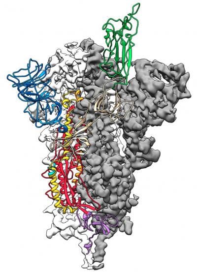 La proteína 'pico' del coronavirus acaba de mapearse, lo que conduce a la vacuna |  Ciencia viva