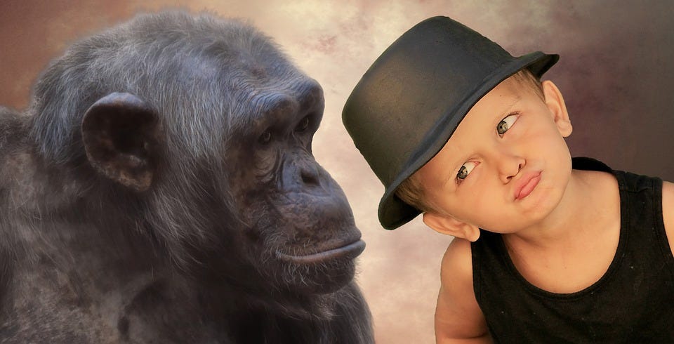 Boy making a funny face sitting next to an interested ape.