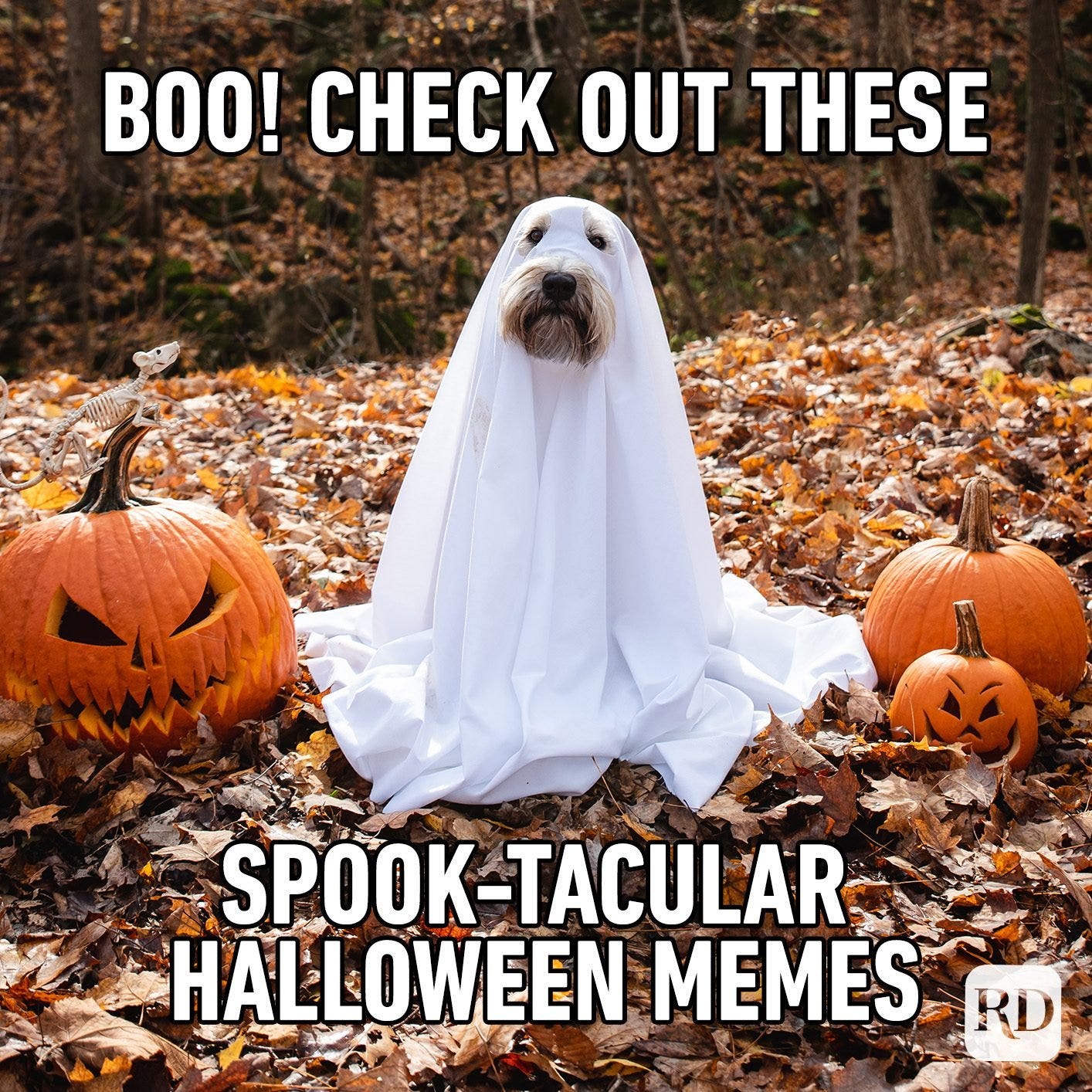 20 Best Halloween Memes 2022 | Reader's Digest