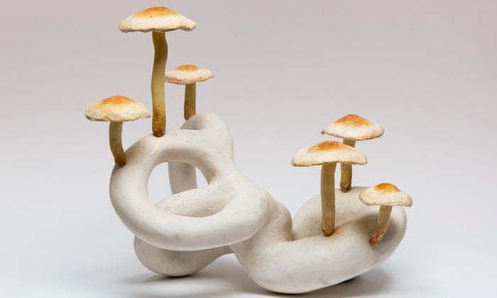 The magic of mushrooms in arts – in pictures | Art and design | The Guardian