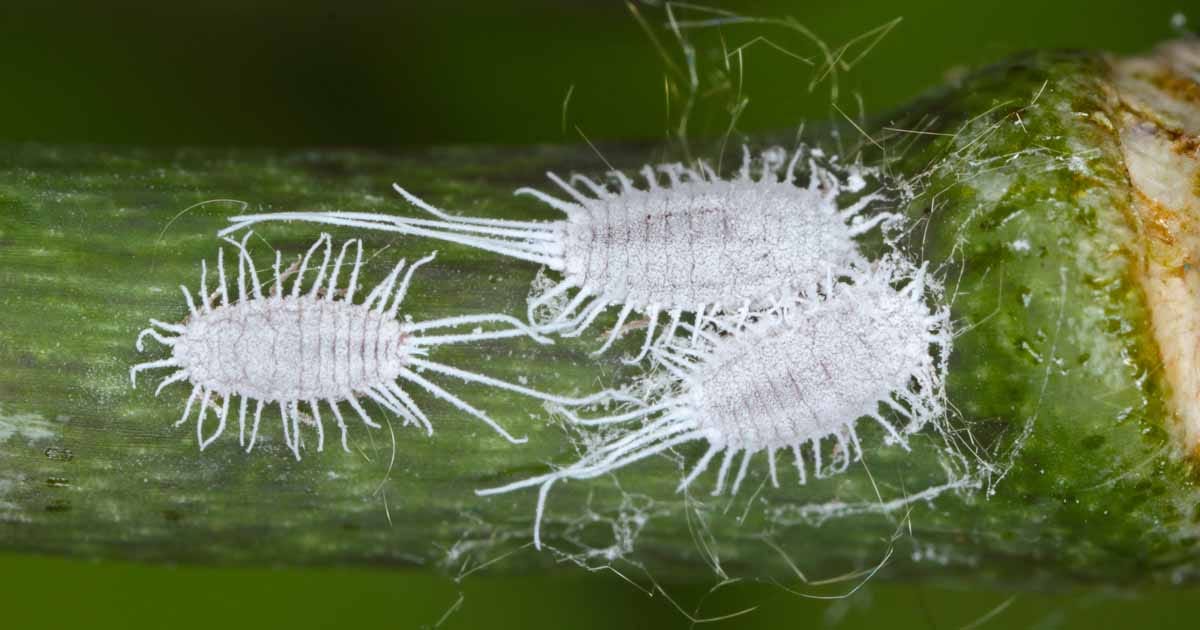 How to Identify and Control Mealybugs | Gardener's Path