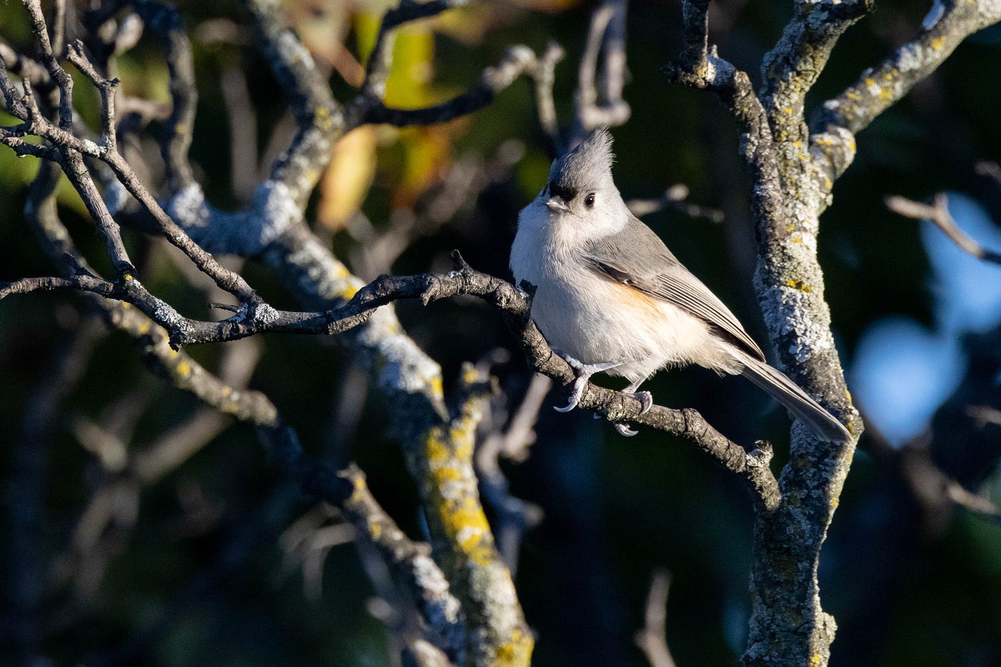 the same bird as the first image, in morning light, hanging onto a horizontal twig on a dead tree branch. It is in the right third of the image, facing left and looking to the left of the viewer. 