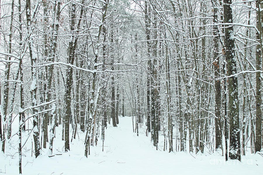 Snowy Trail Through the Woods Photograph by Maili Page | Fine Art America