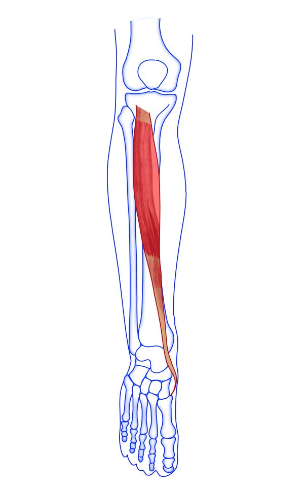 Illustration of tibialis anterior muscle