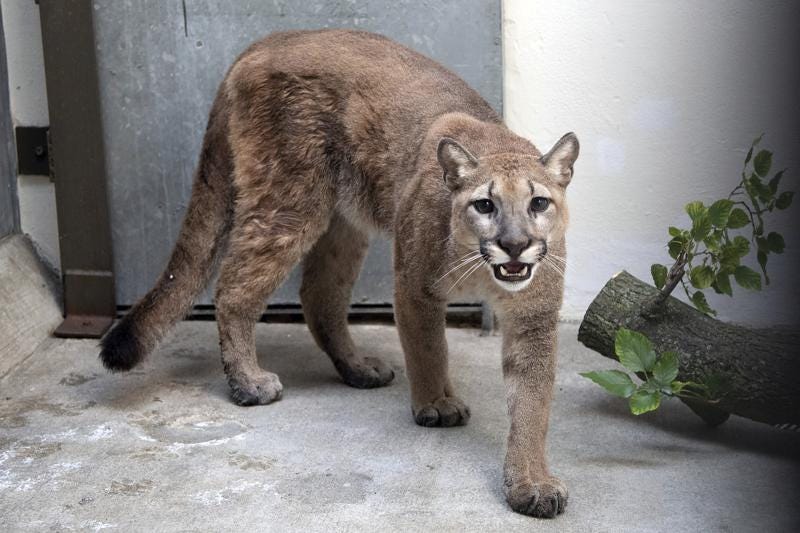 This photo provided by New York's Bronx Zoo shows an 11-month-old, 80-pound cougar that was removed from an apartment, in the Bronx borough of New York, where she was being kept illegally as a pet, animal welfare officials said Monday, Aug. 30, 2021. The cougar, nicknamed Sasha, spent the weekend at the Bronx Zoo receiving veterinary care and is now headed to the Turpentine Creek Wildlife Refuge in Arkansas, officials said. (Courtesy of The Bronx Zoo via AP)