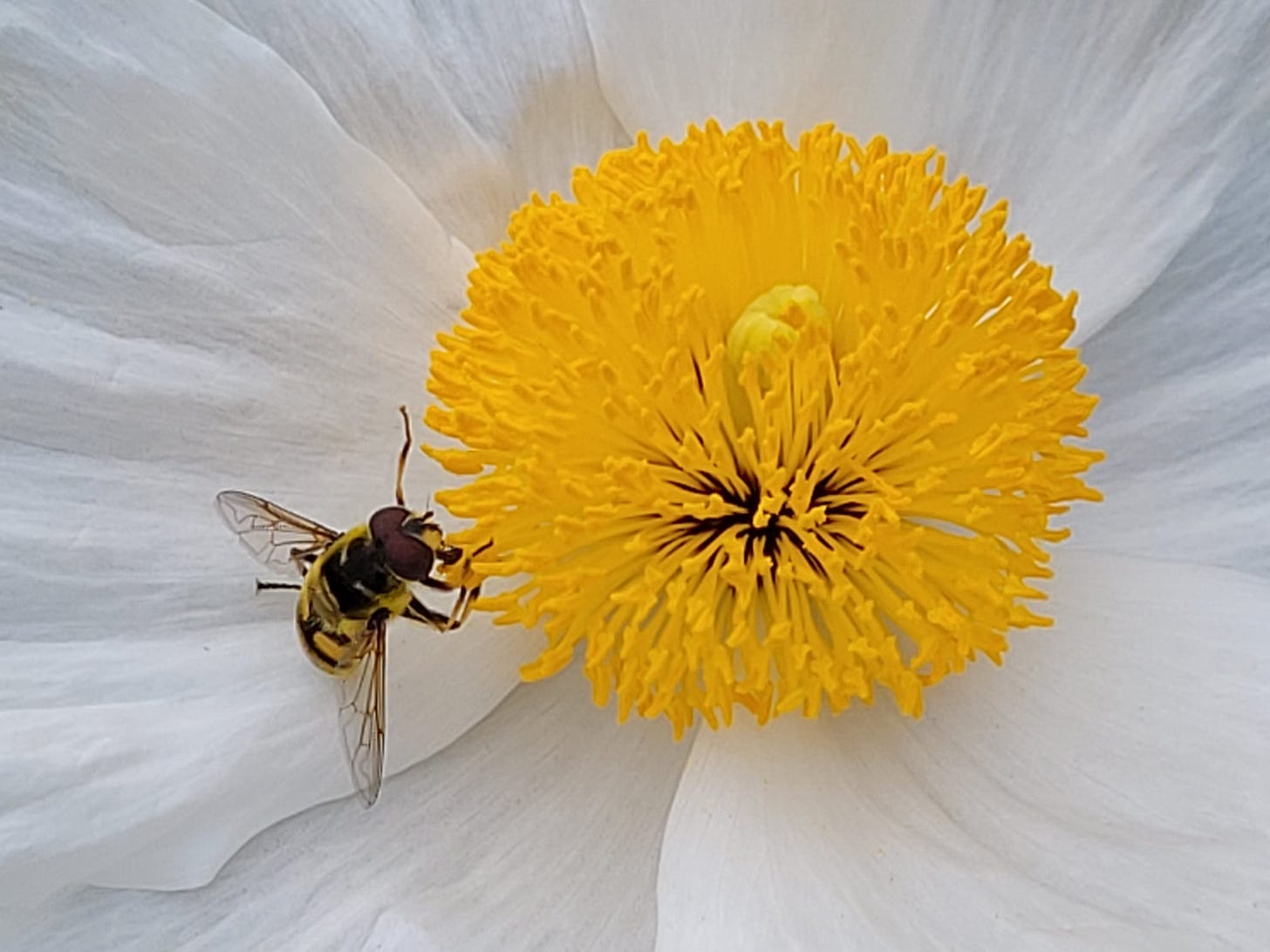 zoom of a bee with detail on the wings settling on the yellow stamens of a white peony