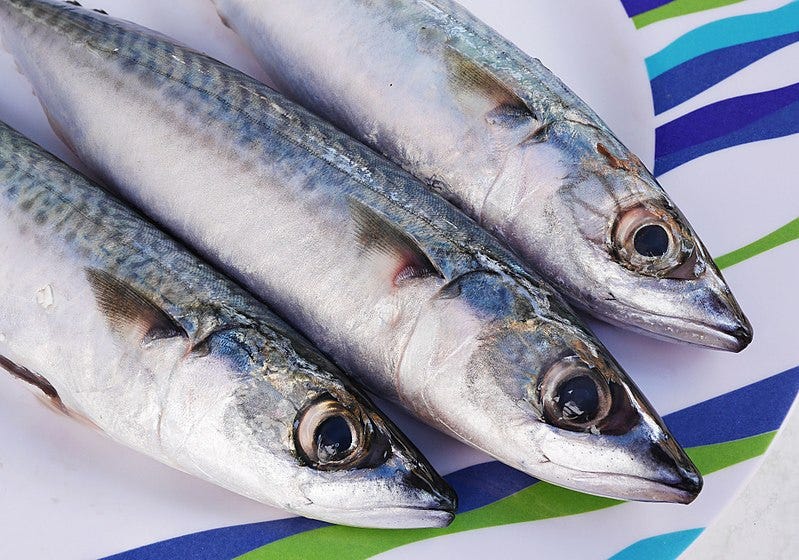 File:Atlantic mackerel (Scomber scombrus).jpg