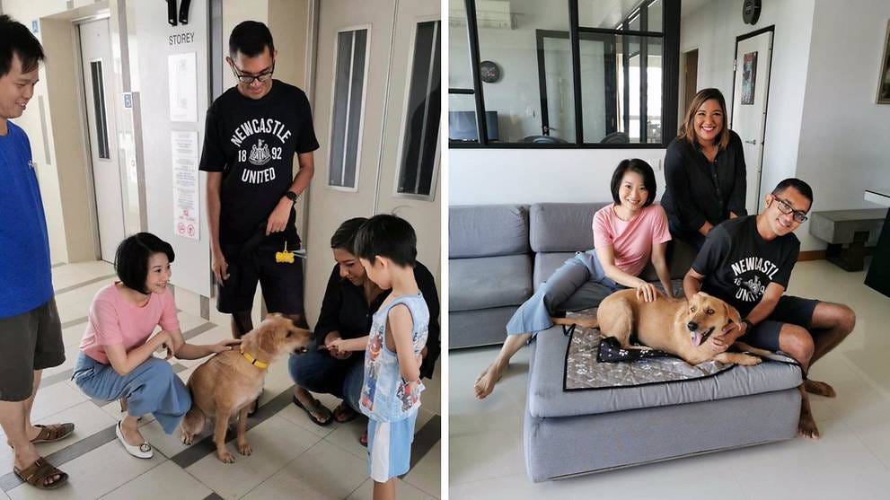 Bigger local mixed-breed dogs can be rehomed in HDB flats under revised  criteria - CNA