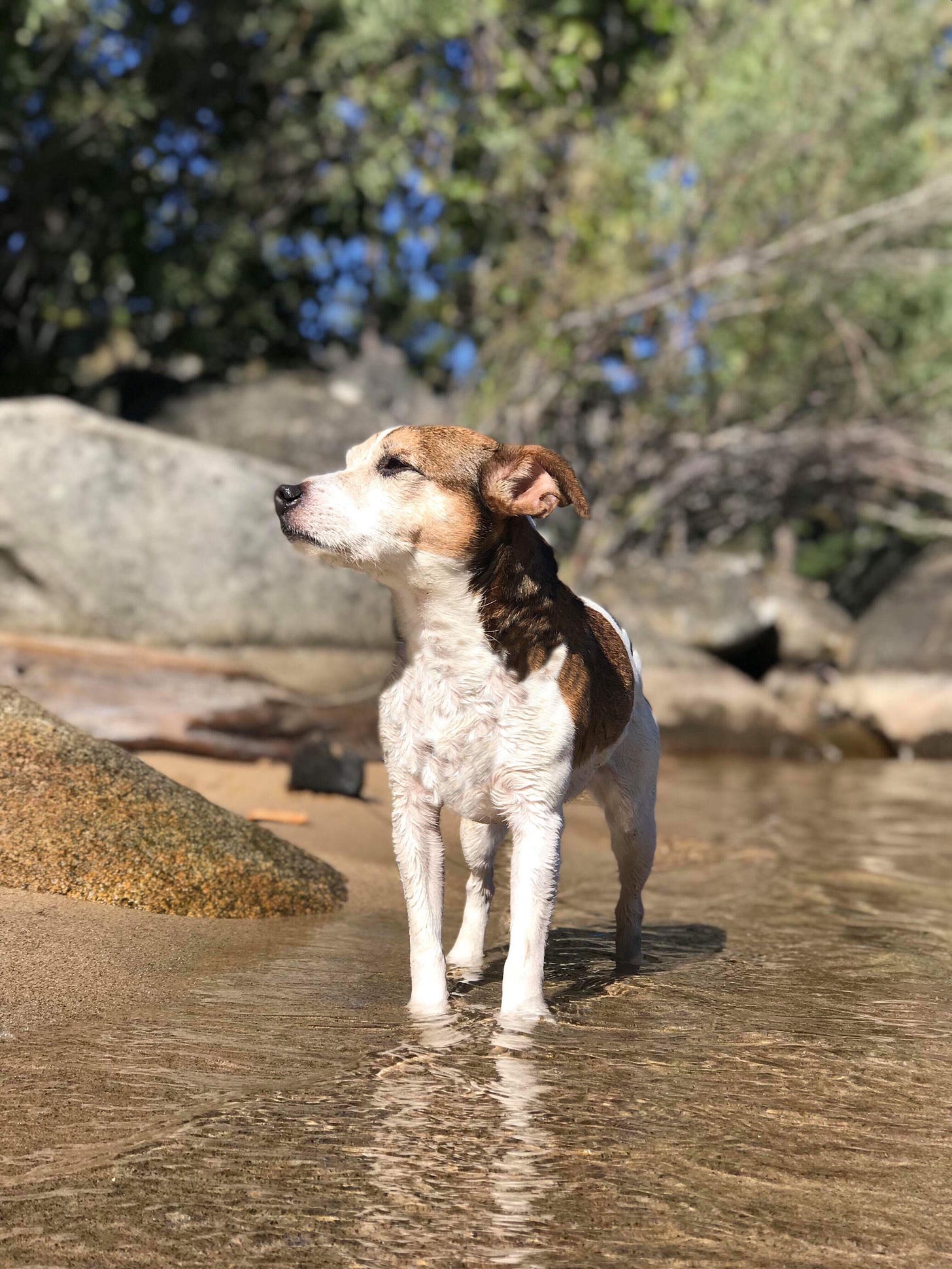 A Jack Russell Terrier stands in a shallow pond surrounded by rocks.
