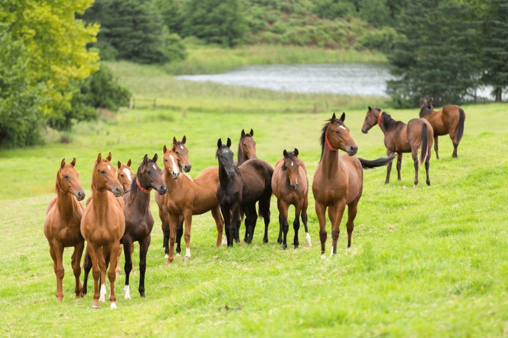 Groups of Horses: A Beginner&#39;s Guide to Herd Dynamics