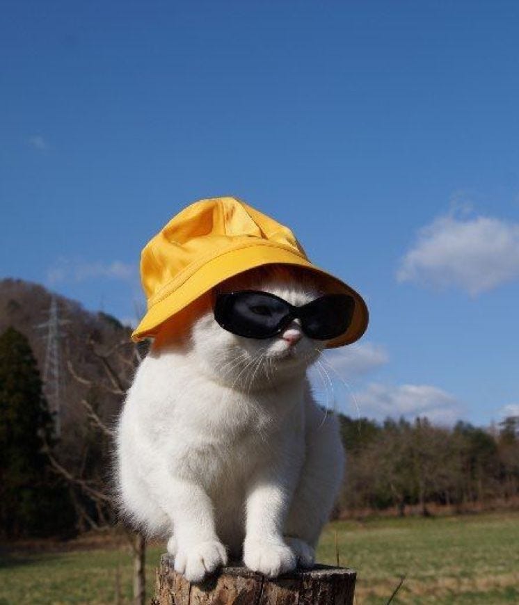 pins » tookiex cat wearing a bucket hat and sunglasses | Cute animals, Cute  baby animals, Cat aesthetic