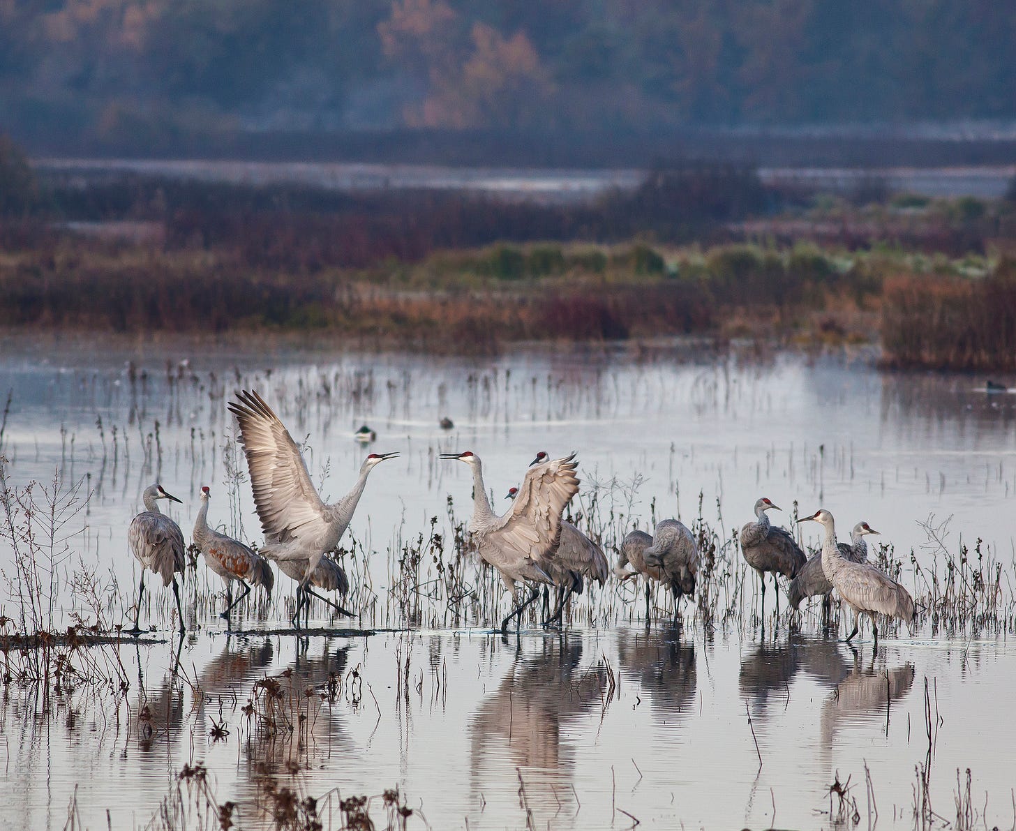 BLM_Winter_Bucket_List_-9-_Cosumnes_River_Preserve,_California,_for_the_Trumpet_and_Dance_of_the_Sandhill_Crane_(16151065541).jpg