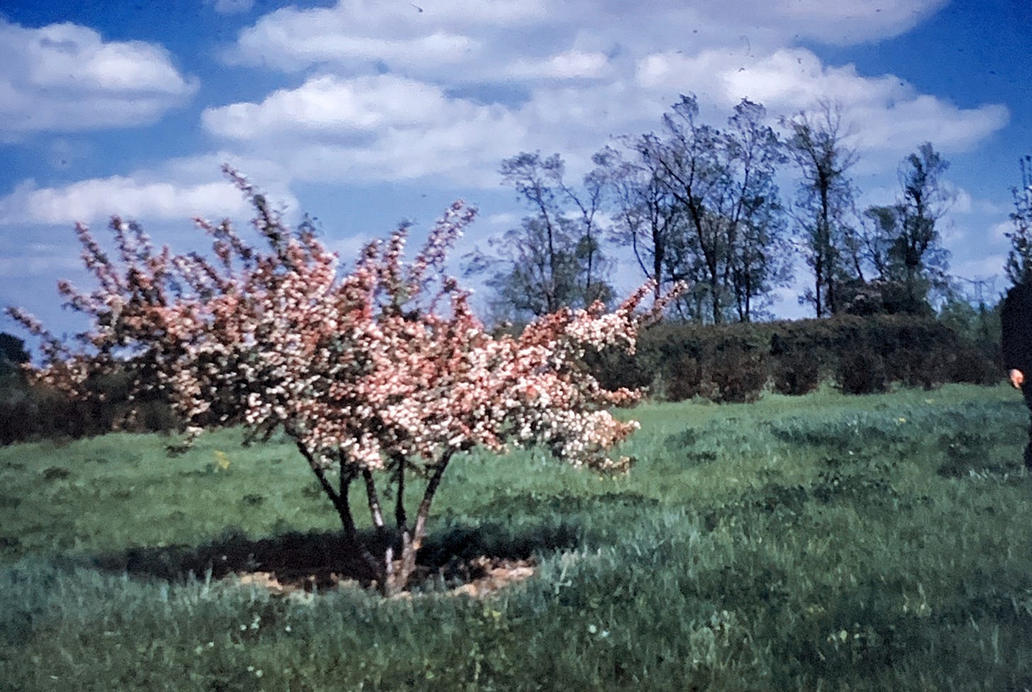 Old slide showing a pink and white crabapple tree against a blue, partly cloudy sky.