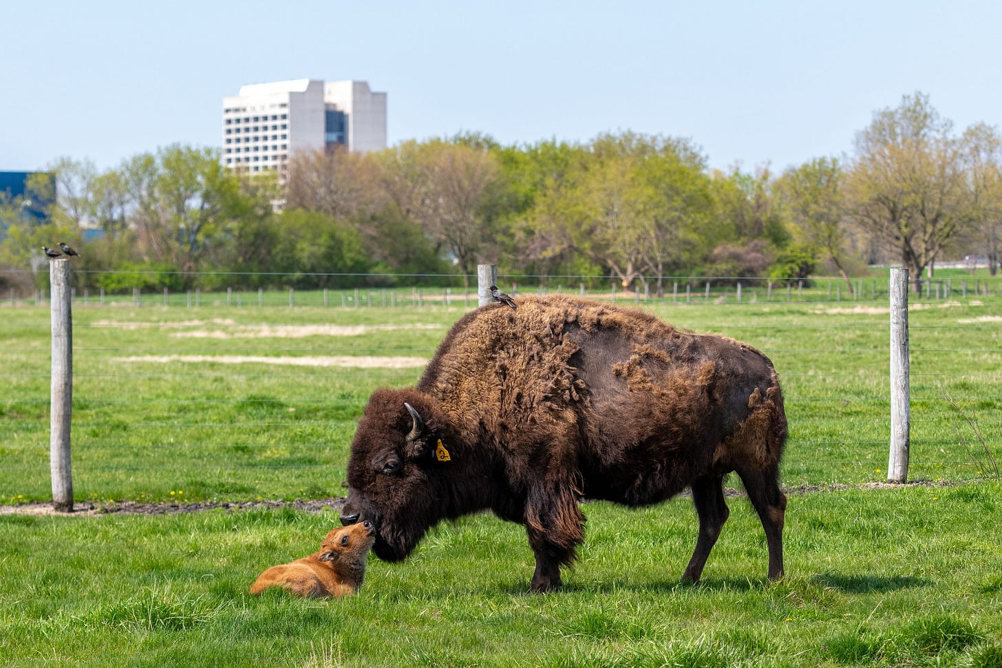 Fermilab welcomes first baby bison of the year