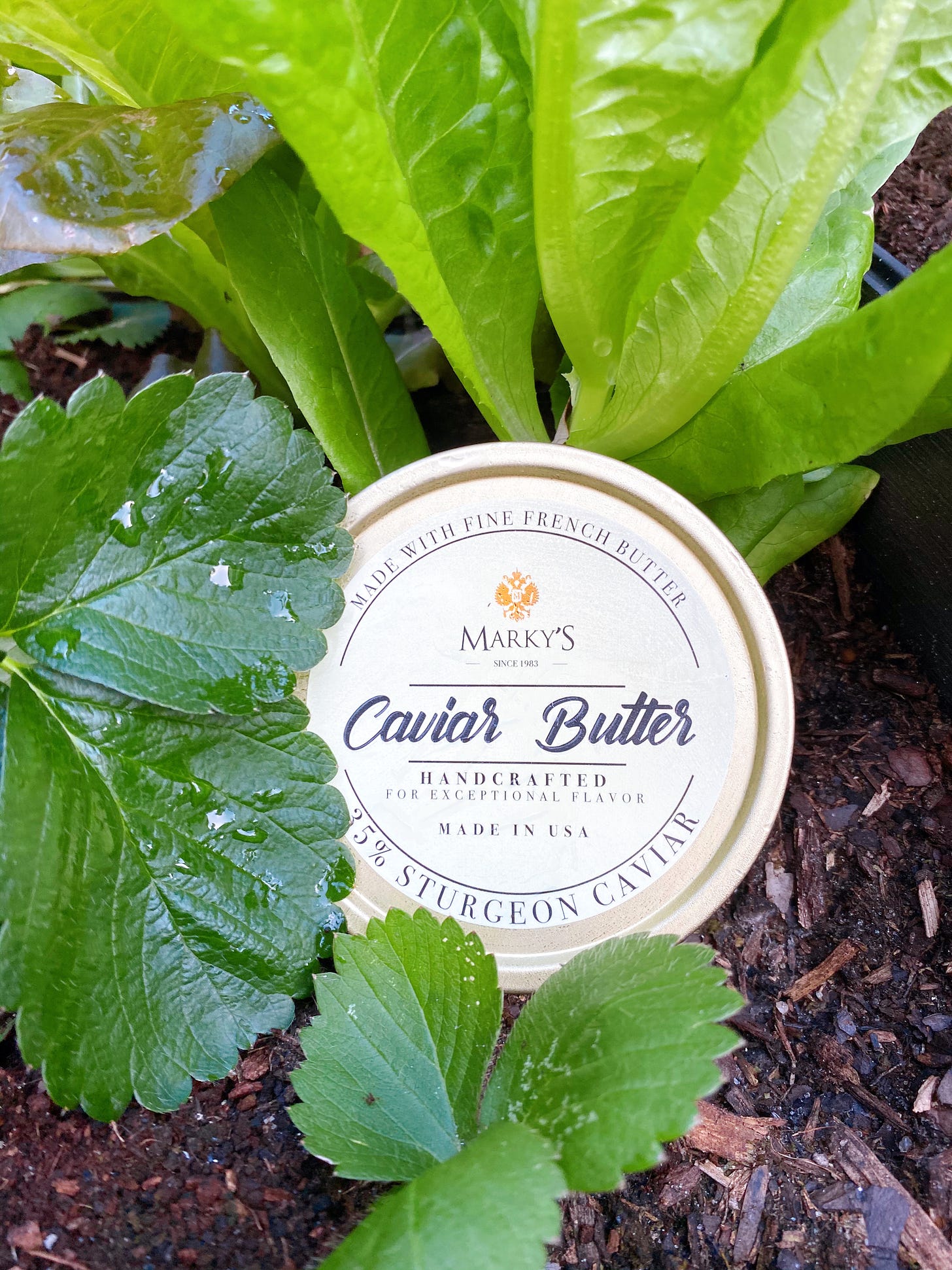 A tin of Marky's caviar butter rests in a garden bed with lettuce and strawberry leaves.