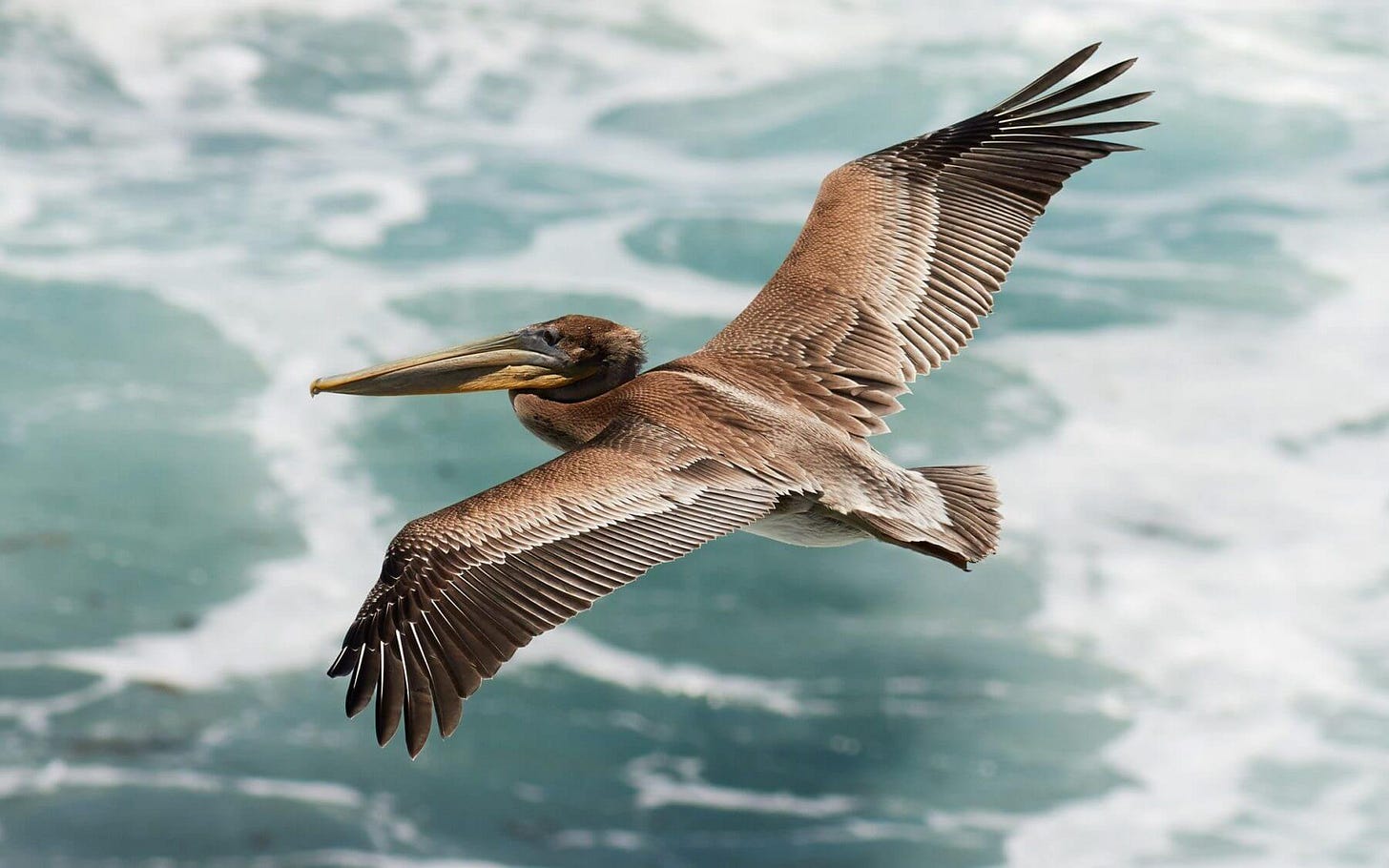 Charlie the Pelican - Oceanside's Unofficial Mascot - Visit Oceanside