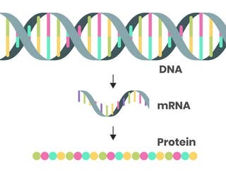 What is mRNA? The messenger molecule that&#39;s been in every living cell for  billions of years is the key ingredient in some COVID-19 vaccines