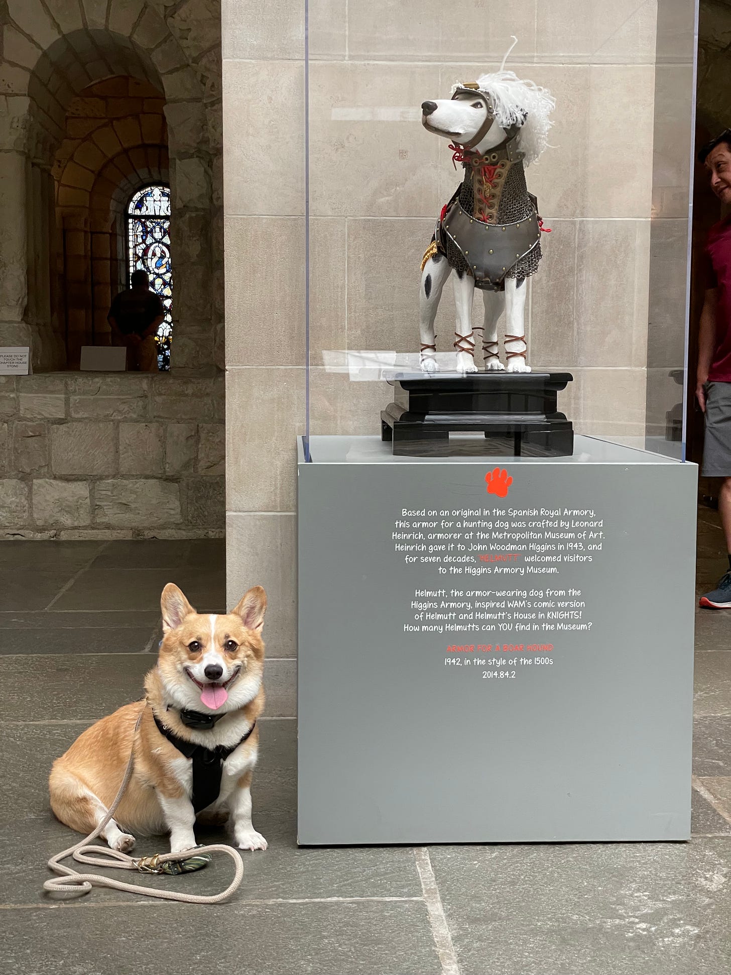 Smiling corgi sevice dog next to Helmut, the Worcester Art Museum's mascot in Massachusetts.