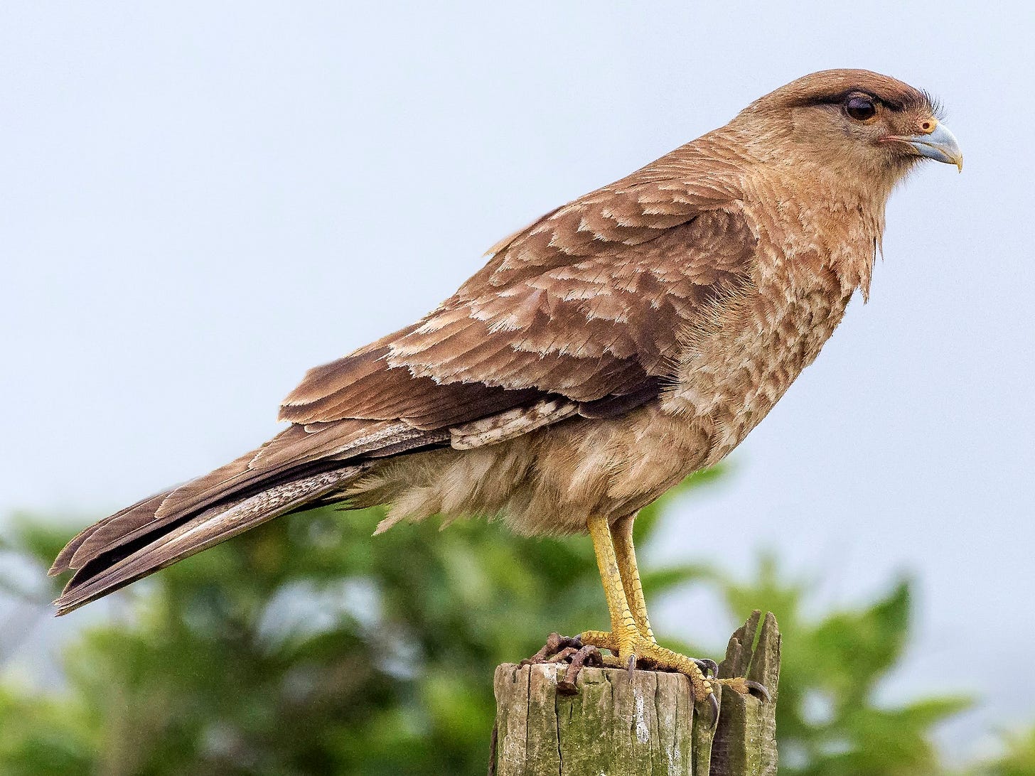 Chimango Caracara - eBird